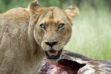 Lioness With Kill