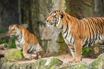 Two Tigers