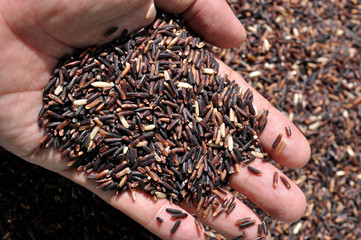 Rice Berry, new Thai rice breeds with more minerals