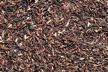 Rice Berry, new Thai rice breeds with more minerals