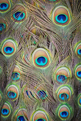 Obraz premium Feathers of a peacock