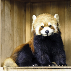 Obraz premium Red Panda(Lesser Panda)