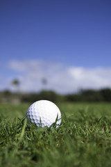 Profile view of golf ball in light rough