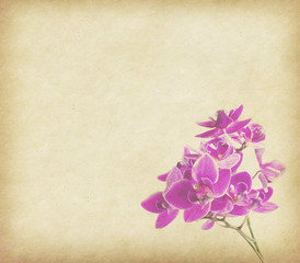 vintage wallpaper background with orchid .