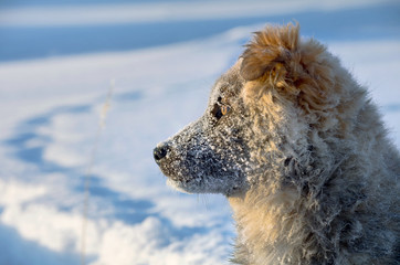 The dog in the snow watching the rising sun.