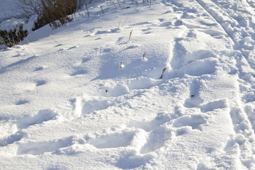Fototapeta na wymiar ślady na śniegu
