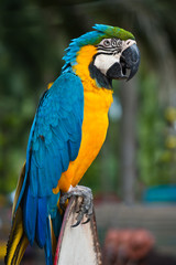 Blue and Yellow Macaw