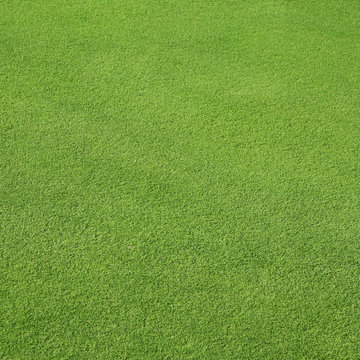 Rasen auf Golfplatz
