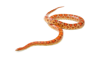 Corn snake on the white background (Elaphe guttata)