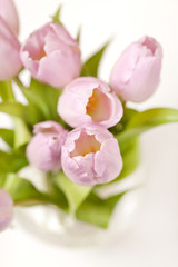 pink tulips in the vase