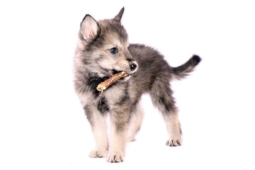 Wolfshund Welpe mit Kaustange stehend