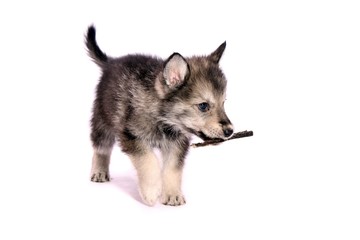 Wolfshund Welpe mit Kaustange laufend