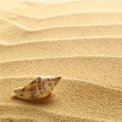 Fototapeta na wymiar muszelki z piasku jako tło
