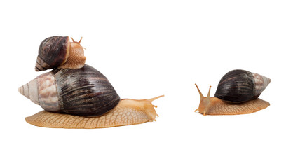 Snails