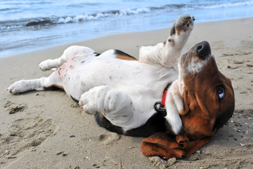 basset hound a la plage