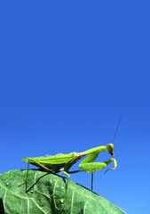 Green mantis