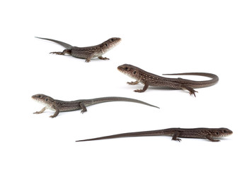 Llizards