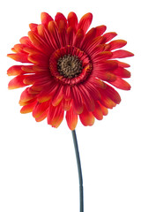 red/orange artificial daisy with white background