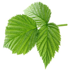 Young leaf of raspberry on white background.