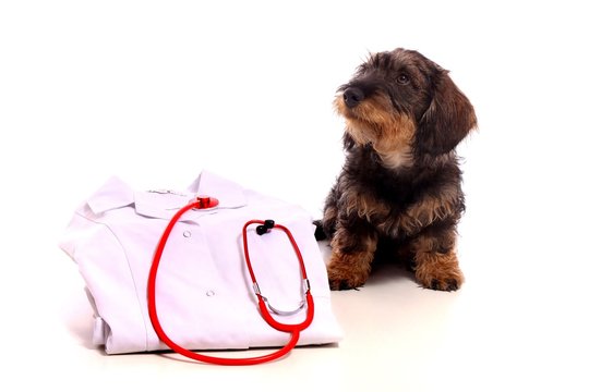 Dackel Junghund mit Tierarztmantel und Stethoskop