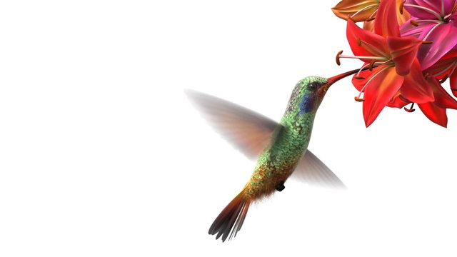 Humming bird, beautiful 3d animation