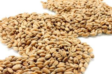 Wheat path seeds on a white background