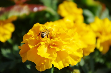 マリーゴールド