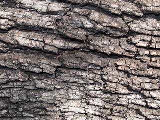 NATURAL BACKGROUND