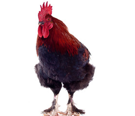 coq Marans sur fond blanc