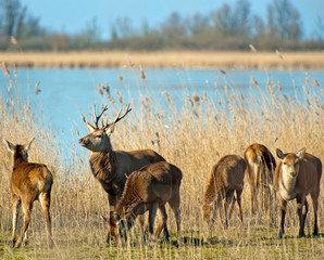 Deer in winter near a frozen lake