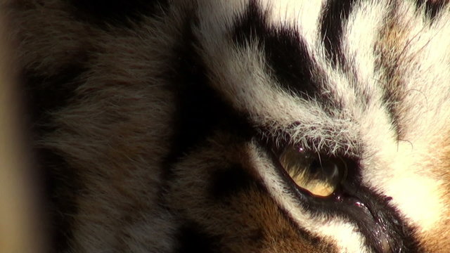 charismatic tiger