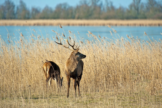 Deer In Winter Near A Frozen Lake