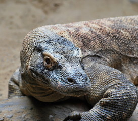 Komodo Dragon (Varanus komodoensis)