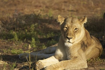 Wild African Lioness (Panthera leo)
