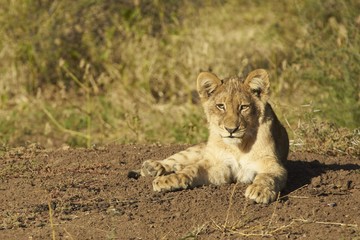 African Lion Cub (Panthera leo)