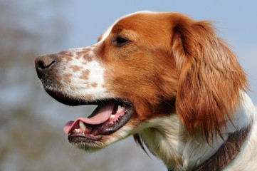 Irish Setter