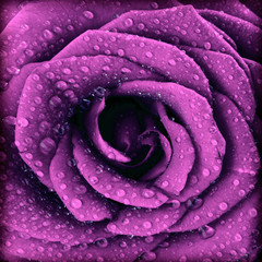 Panele Szklane Podświetlane  Fioletowe ciemne tło róży