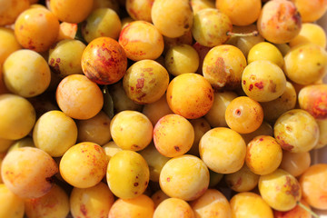 Mirabelle, Prunus domestica