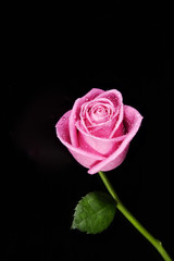Pink rose
