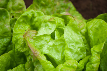 Salade verte
