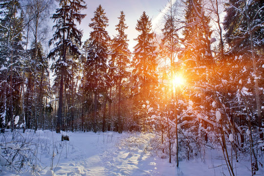 Winter forest under snow in sunny day