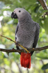 African Grey Parrot