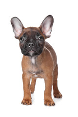 French Bulldog puppy