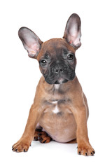 French Bulldog puppy
