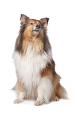 Rough Collie or Scottish Collie