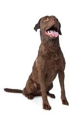 Obraz premium Chesapeake Bay retriever