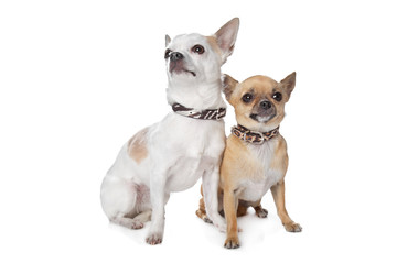 two short-haired chihuahua dogs