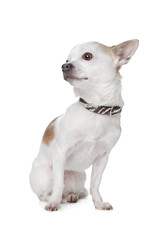 short haired chihuahua