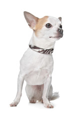 short haired chihuahua