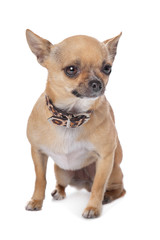 short haired chihuahua